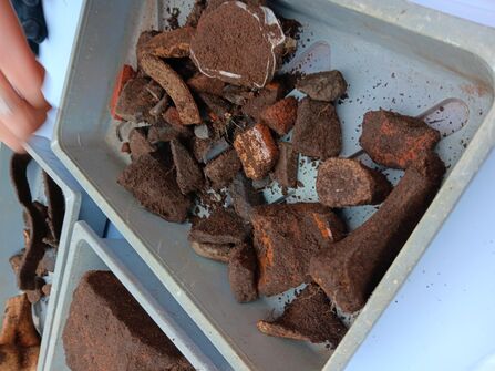 Soil-covered, heavily corroded fragments arranged in shallow plastic trays being examined and sorted, a hand visible at the top edge.