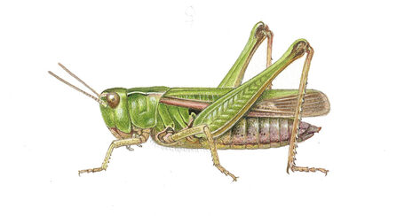 Illustration of a green grasshopper shown in side profile, highlighting its segmented body, folded hind legs with spines, patterned wings, long antennae, and jointed legs on a plain white background.