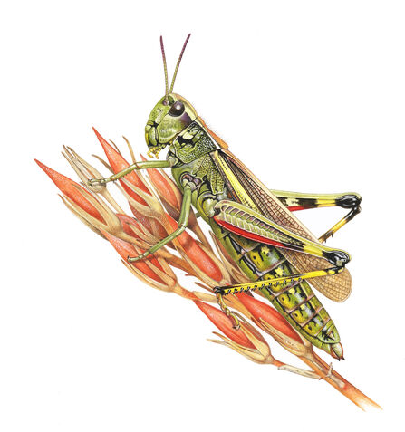 Detailed illustration of a green grasshopper perched on orange dried flower bracts, showing textured exoskeleton, segmented legs, long antennae and translucent patterned wings