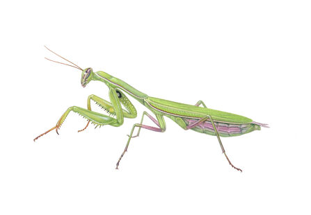 Detailed illustration of a green praying mantis in profile, showing its triangular head and long antennae, folded spiny raptorial forelegs and elongated segmented abdomen against a white background.