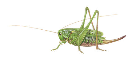 Illustration of a green grasshopper in right-facing profile, highlighting long thin antennae, folded spiny hind legs, segmented thorax and abdomen, and a long curved brown ovipositor at the rear.