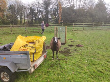 A photo of a brown sheep with a white strip on its face looking at the camera standing in a green field next to a trailer with a yellow sack inside it and a person, wooden fencing and trees behind
