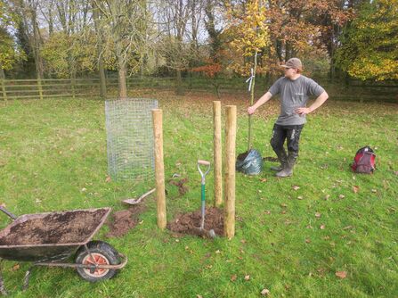 A photo showing a person holding the trunk of a small tree that is just about to be planted in a hole that has been dug in the ground with metal fencing and wooden posts around it in a field with autumn trees in the background and a wheelbarrow full of soil in foreground