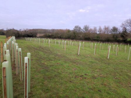 A photo showing a large field with many long rows of newly planted trees with large trees in the background and a grey sky