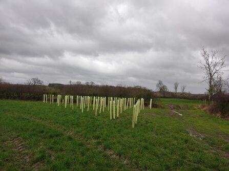 A photo of lots of newly planted trees in a triangular shape in a field with tree guards around them in a muddy field on a cloudy winter day
