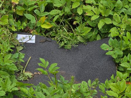 A reptile mat with a common lizard on it surrounded by green leafy vegetation 