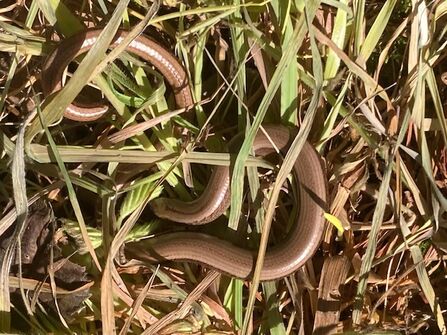 A photo of a brown slow worm curled up in long grass