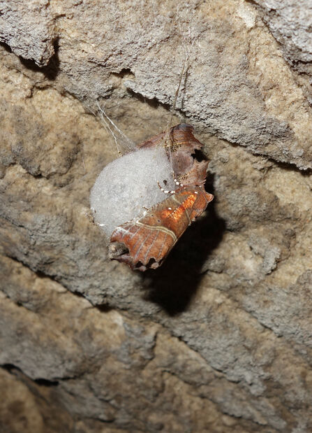 Two herald moths hibernating on the white egg sac of a cave spider
