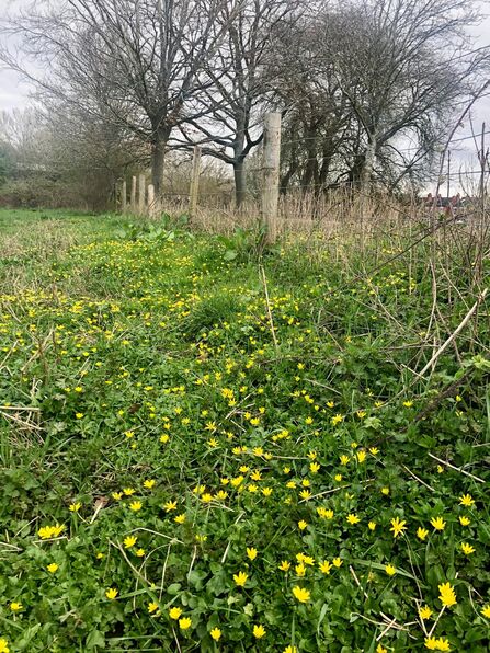A grassy meadow carpeted with small yellow wildflowers, a line of wooden fence posts with wire and bare trees against an overcast sky.