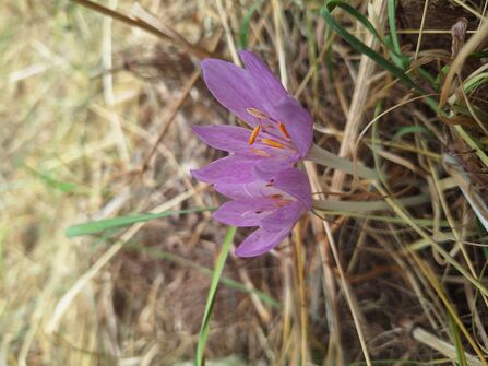 A close up photo of two delicate pink flowers in a grassy area