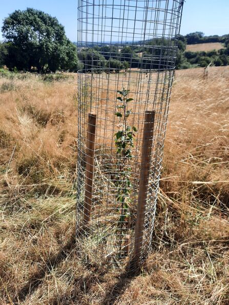 A photo of a young tree planted in a dry meadow with yellowing grass surrounded by fencing