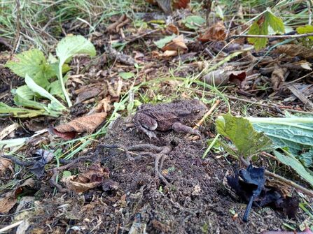 A photo of a toad sat on top of a mound of dirt with vegetation surrounding it