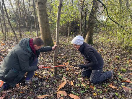 A photo of two people kneeling on leaf covered woodland floor with one person holding a saw to a narrow tree trunk