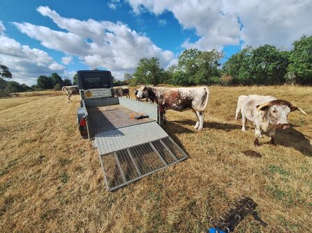 A photo of two brown and white cows in a dry field next to a truck with an open trailer on the back