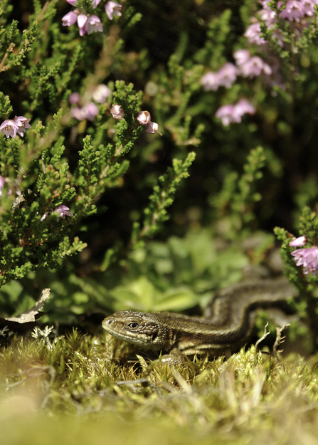 Common lizard in heather by Amy Lewis