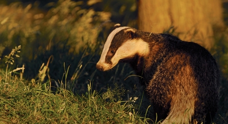 Badger by Andrew Parkinson/2020VISION
