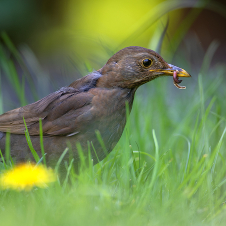 Blackbird with worm in beak, dandelion in foreground by Jon Hawkins/Surrey Hills Photography