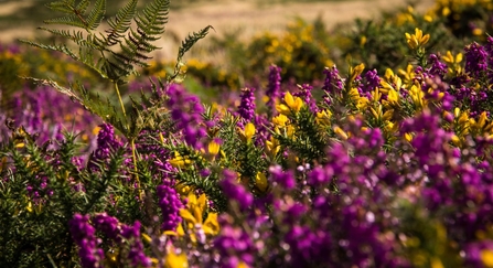 Purple heather and yellow gorse flowers by Mark Robinson