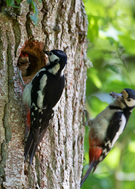 Great spotted woodpecker adults feeding juvenile at nest by Jon Hawkins/SurreyHillsPhotography