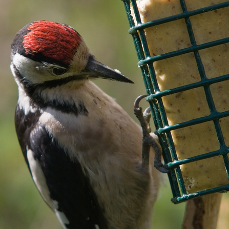 Juvenile great spotted woodpecker on fat ball feeder by Bob Coyle