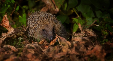 Hedgehog by Jon Hawkins SurreyHillsPhotography