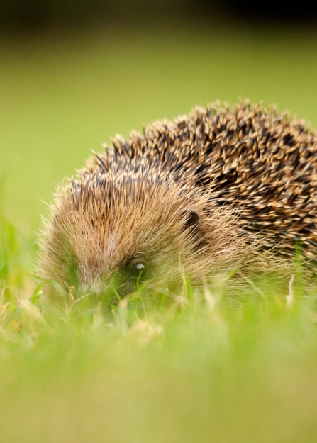 Hedgehog by Amy Lewis