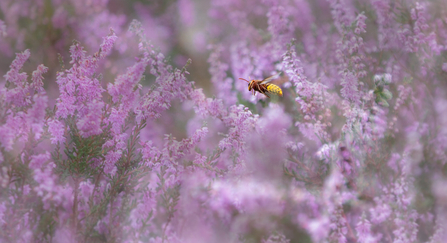 Hornet flying amongst lilac flowers of heather