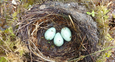 Blackbird nest