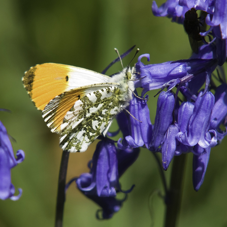 Male orange-tip butterfly (orange tips to white wings and mottled underwings) feeding from a bluebell flower (long, thin tube) by Bob Coyle