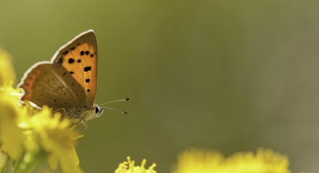 Small copper butterfly (copper orange with black spots on wings) feeding on yellow ragwort flowers by Ross Hoddinott/2020VISION