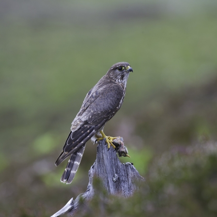 Merlin sitting on a tree stump by Rob Jordan