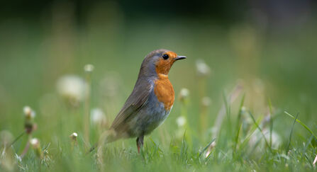 Robin on grass by Jon Hawkins Surrey Hills Photography