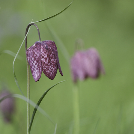 Close up of a snake's-head fritillary flower with an out of focus one in the background by Tom Marshall