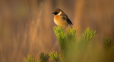Stonechat sitting in bush by Jon Hawkins, Surrey Hills Photography