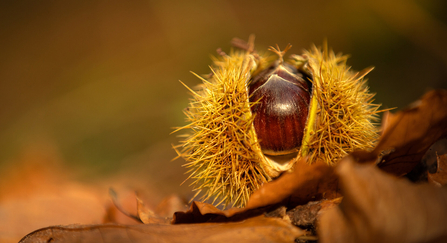 A sweet chestnut fruit sat on brown leaves