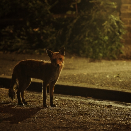 Red fox standing in the road with a pavement and wall/greenery behind it by Terry Whittaker/2020VISION