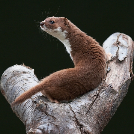 Weasel (long, slinky body covered in gingery coloured hairs and a white chest) sitting in the fork of a tree by Elliot Smith
