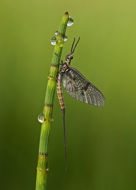 Mayfly on a horsetail stem by Jon Hawkins Surrey Hills Photography