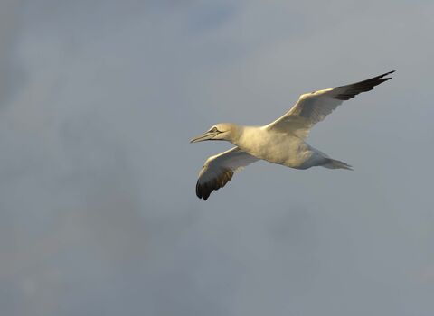 Gannet