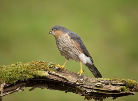 Sparrowhawk stood on a tree branch