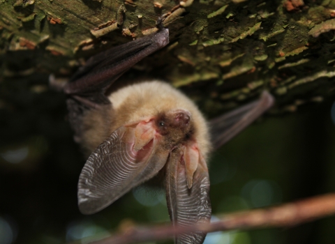 Brown long-eared bat by Elizabeth Pimley