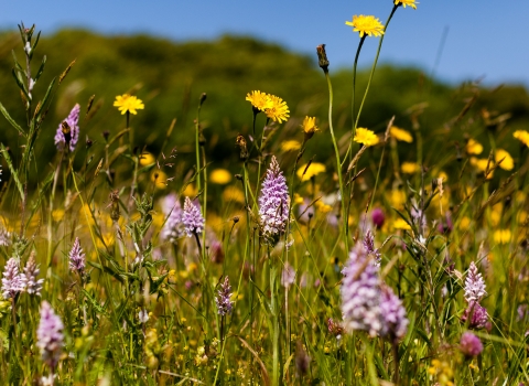 Common spotted orchids at The Knapp and Papermill by Paul Lane