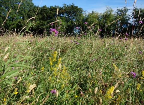 Wildflowers at Merries Farm Meadows by Wendy Carter