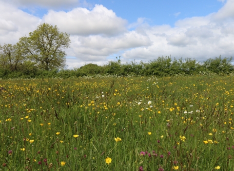 Wildflowers at Piddle Brook Meadows by Wendy Carter