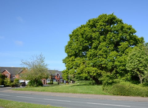 Houses with mature trees in Worcester (c) Steve Bloomfield