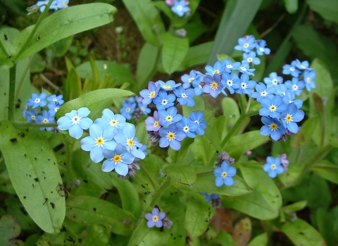 Wood Forget-me-not