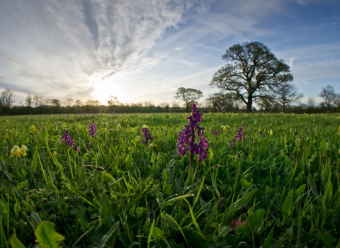 Eades Meadow