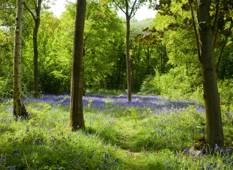 Trench Wood Nature Reserve