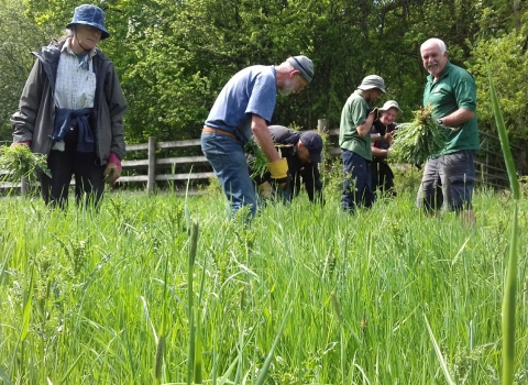 Roving volunteers clearing creeping thistle