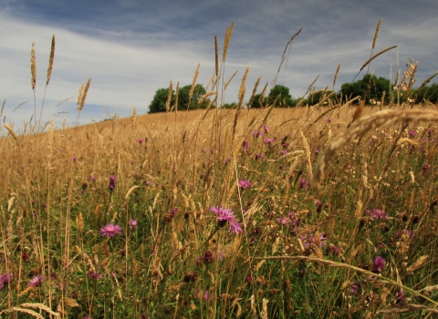 Hollybed Farm Meadows